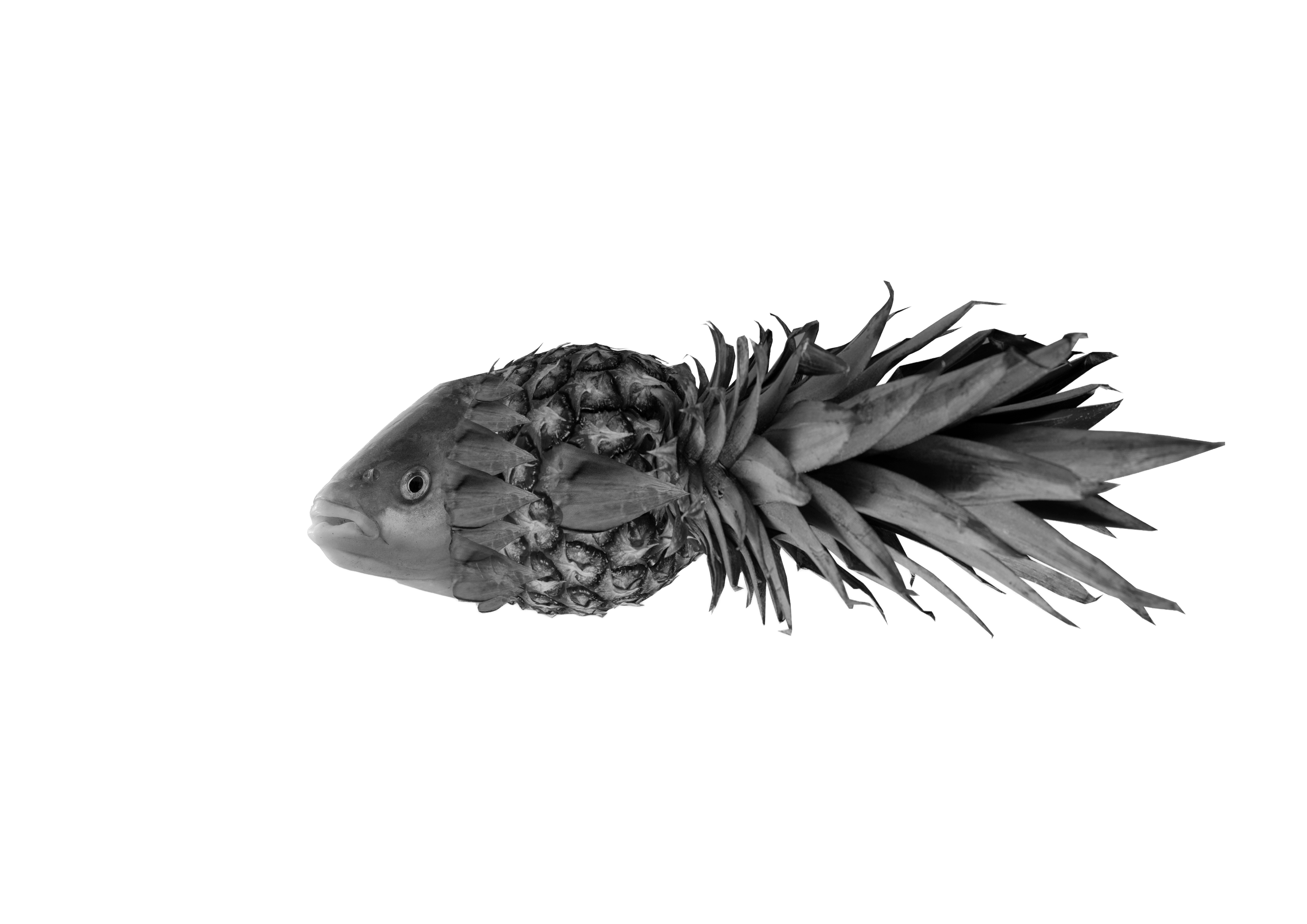 Ananasfisch Illustration von Sonja Hörst